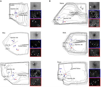 Modular Organization of Signal Transmission in Primate Somatosensory Cortex